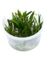 Planta Echinodorus tenellus Green in vitro, planta tapizante acuario