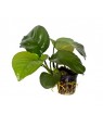 Anubias barteri var. caladiifolia