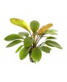 Echinodorus Rose