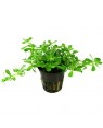 Bacopa Compact