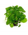 Hydrocotyle verticillata in vitro planta tapizante acuario