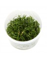 Lilaeopsis brasiliensis in vitro, planta tapizante acuario
