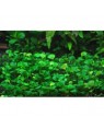 Marsilea hirsuta in vitro, planta tapizante acuario
