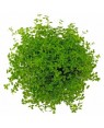 Micranthemum 'Monte Carlo' in vitro, planta tapizante acuario