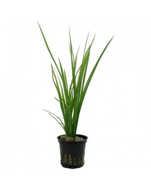 Cyperus helferi