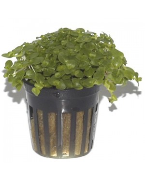 Bacopa Australis