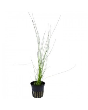 Eleocharis sp.