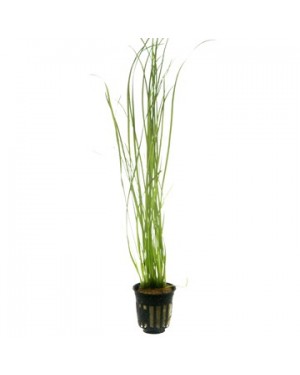 Vallisneria nana