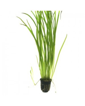 Vallisneria spiralis Tiger