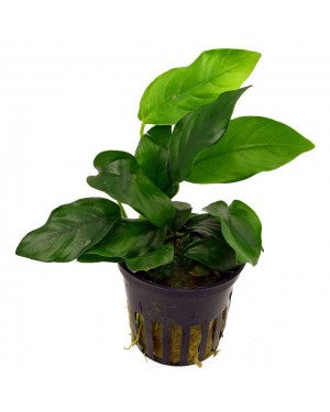 Anubias barteri var. nana