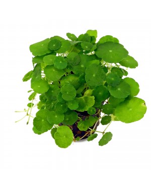 Hydrocotyle verticillata in vitro planta tapizante acuario