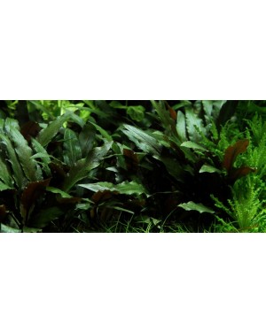 Cryptocoryne Beckettii  Petchii