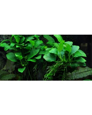 Anubias sp Petite