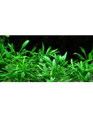 Cryptocoryne Parva