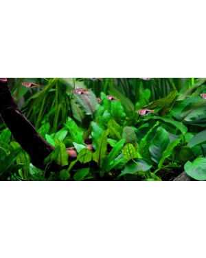 Cryptocoryne wendtii