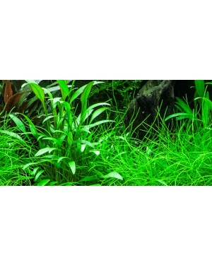 Cryptocoryne x willisii