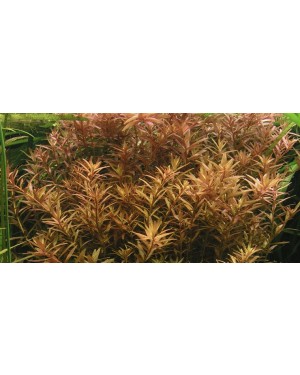 Rotala rotundifolia