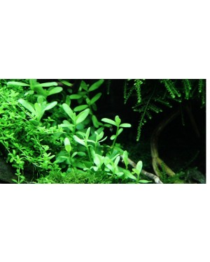 Bacopa Compact