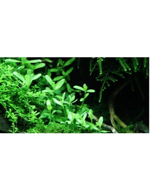 Bacopa Compact