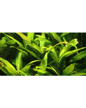 Hygrophila Siamensis