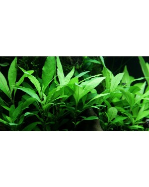 Hygrophila Siamensis 53B