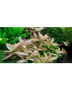 Hygrophila polysperma rosanervig