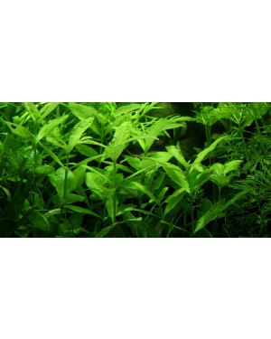 Hygrophila polysperma