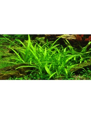 Sagittaria subulata en maceta, planta tapizante acuario