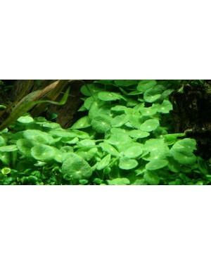 Hydrocotyle verticillata in vitro planta tapizante acuario