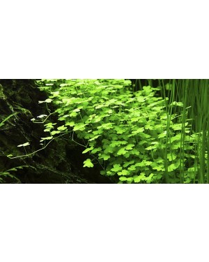 Hydrocotyle Tripartita Japan en maceta, planta tapizante acuario