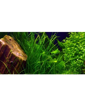 Vallisneria nana