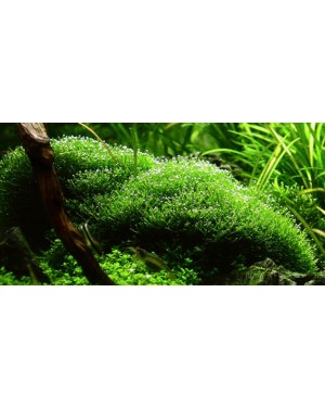 Planta Riccia fluitans in vitro, planta tapizante acuario 