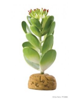 EXO TERRA CACTUS JADE