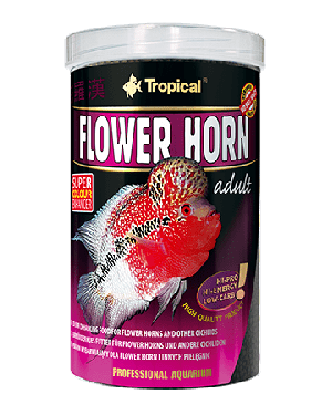 Flower horn adult