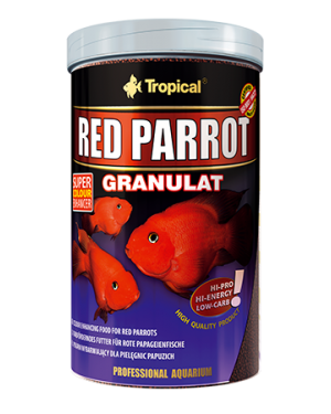 Red parrot