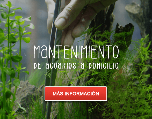 Mantenimiento a domicilio