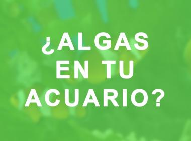 Plantas de acuario para evitar algas