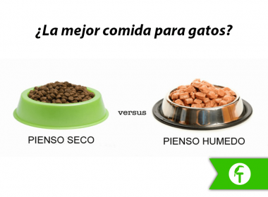 La mejor comida para gatos: Seca vs. Húmeda