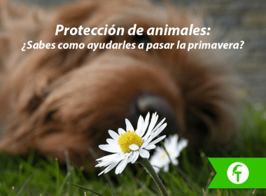 Protección de animales 