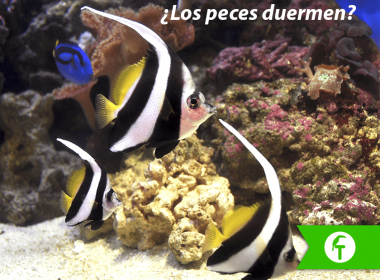 ¿Los peces duermen?