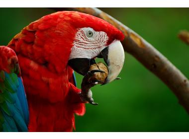 ¿Qué comen los loros?