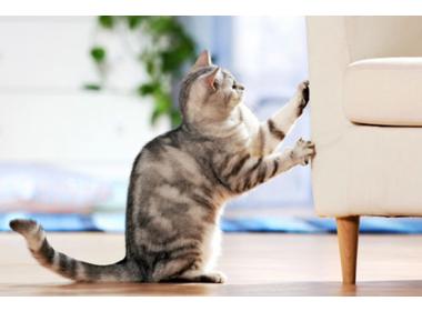 3 motivos por los que tus gatos arañan muebles