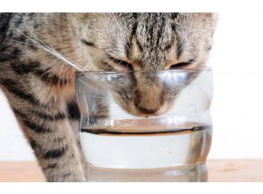 Cuidados del gato en épocas muy calurosas