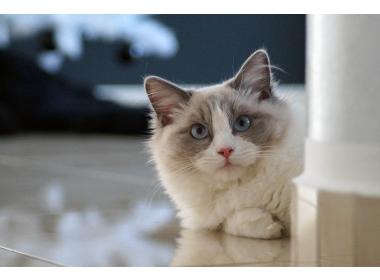 Características de la raza de gatos ragdoll