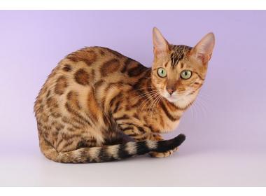 Gato Ocicat