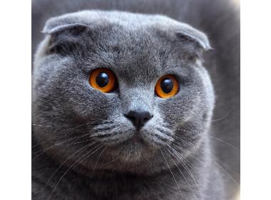 Características del gato Scottish Fold