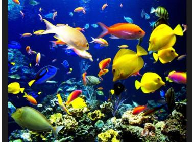 Acuario consejos para principiantes 