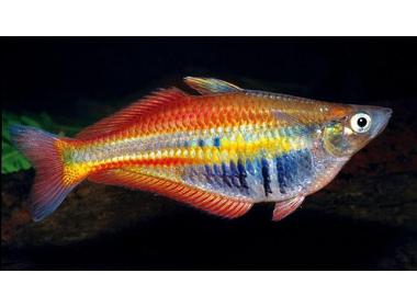 Pez Arco Iris peces para acuarios