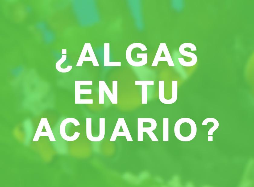 Plantas de acuario para evitar algas