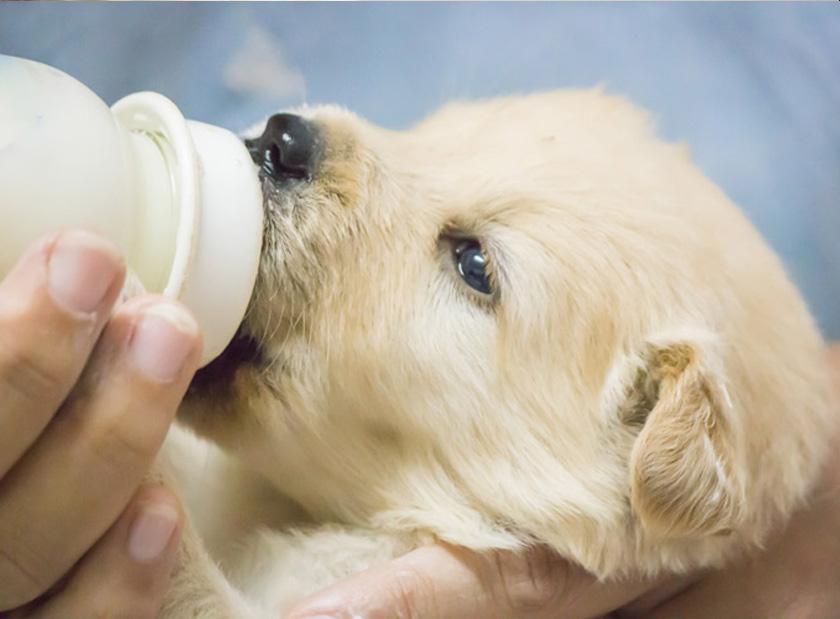 Cómo educar a un cachorro en sus comidas.